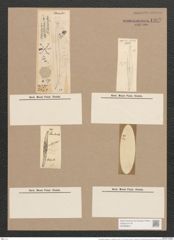 Pleurosigma angulatum var. delicatulum (W.Sm.) V.H. (de-Toni-Nr.: Genus 13, Species 1001) Zeichnungen Sammlung Grunow Nr. 1997 (NHMW-BOT-W0368844)